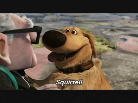 up squirrel gif